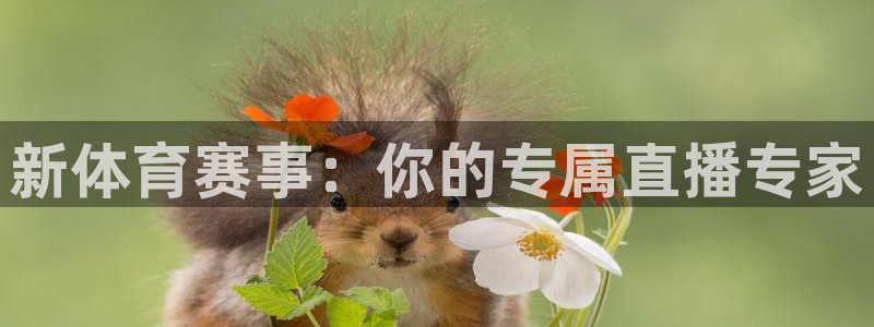 新体育赛事：你的专属直播专家
