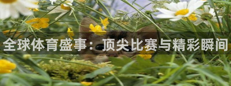 全球体育盛事：顶尖比赛与精彩瞬间